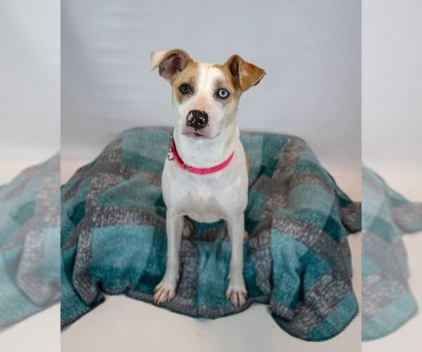 Medium Photo #9 Mutt Puppy For Sale in Kennesaw, GA, USA