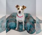 Small Photo #9 Mutt Puppy For Sale in Kennesaw, GA, USA
