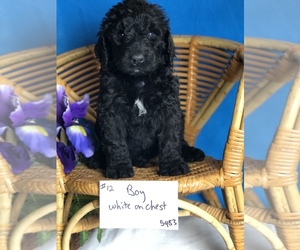 Bernedoodle Puppy for sale in MORTON, WA, USA