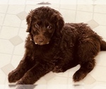 Small Photo #3 Labradoodle Puppy For Sale in CONOVER, NC, USA