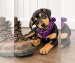 Small #1 Beagle Mix