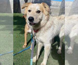 Bingo - Male Great Pyrenees-Unknown Mix Dog for Adoption - Photo #2