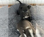Small #2 American Pit Bull Terrier Mix