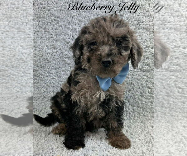 Medium Photo #4 Poodle (Standard)-Unknown Mix Puppy For Sale in Grafton, WI, USA
