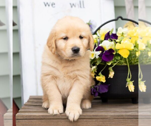 Medium Photo #3 Golden Retriever Puppy For Sale in MORGANTOWN, PA, USA