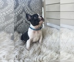 Small Photo #6 French Bulldog Puppy For Sale in DRY RIDGE, KY, USA