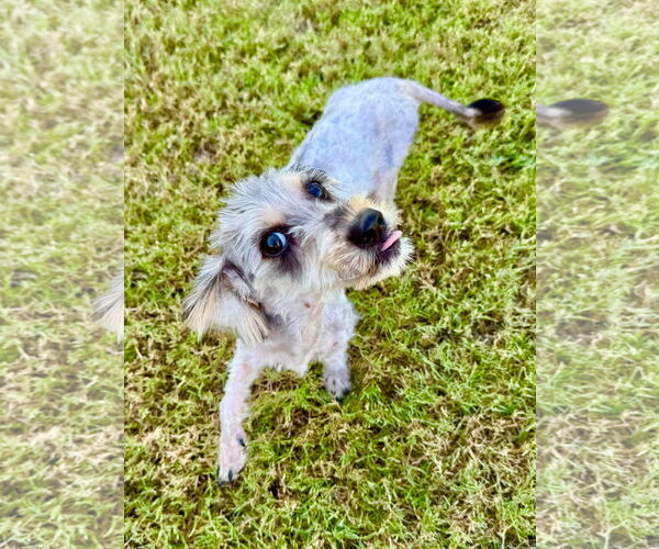 Medium Photo #2 Mutt Puppy For Sale in Royse City, TX, USA