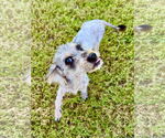Small #1 Mutt