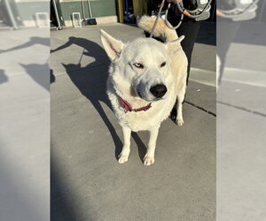 Siberian Husky Dogs for adoption in Rancho Cucamonga, CA, USA