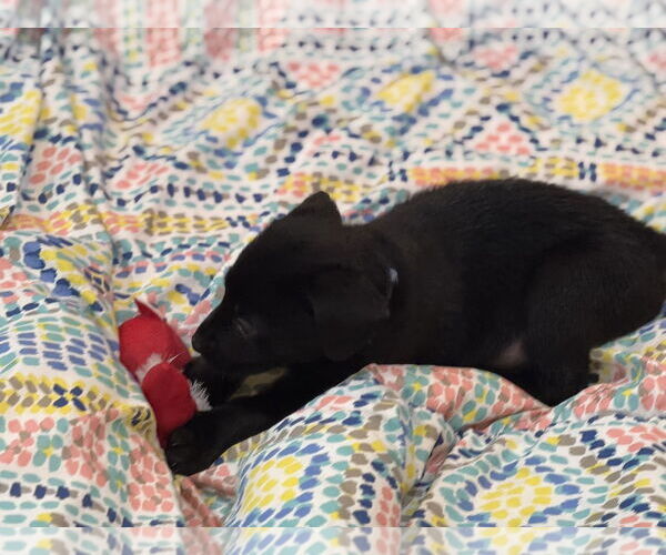 Medium Photo #2 Labbe Puppy For Sale in Wheaton, IL, USA