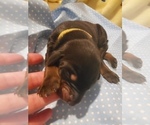 Small Photo #5 Doberman Pinscher Puppy For Sale in SAGINAW, MI, USA