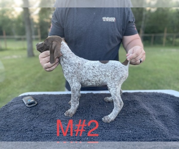 Medium Photo #4 German Shorthaired Pointer Puppy For Sale in ARGONNE, WI, USA