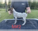 Small Photo #4 German Shorthaired Pointer Puppy For Sale in ARGONNE, WI, USA