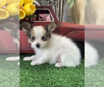 Small #3 Papillon