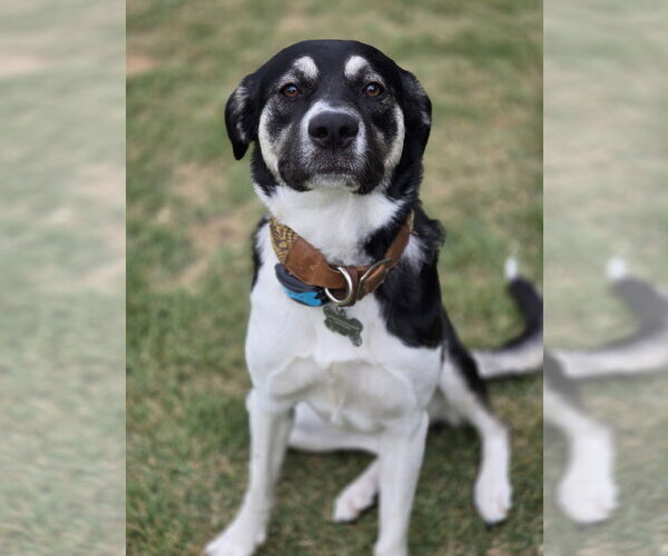 Medium Photo #1 Anatolian Shepherd-Unknown Mix Puppy For Sale in The Woodlands, TX, USA