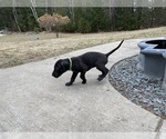 Small Photo #18 Great Dane Puppy For Sale in BOW, NH, USA