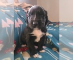 Small Photo #8 Australian Retriever Puppy For Sale in DAYTON, OH, USA