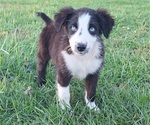 Puppy Dasher Aussiedoodle-Australian Shepherd Mix