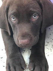 Labrador Retriever Puppy for sale in HERTFORD, NC, USA