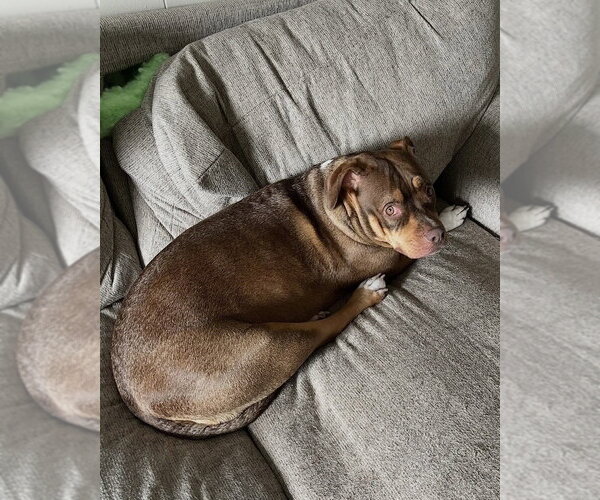 Medium Photo #4 Mutt Puppy For Sale in Brewster, NY, USA