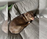 Small #3 Mutt