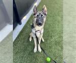 Small #1 German Shepherd Dog