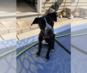 Mutt Dogs for adoption in Sheboygan, WI, USA