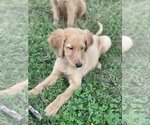 Small Photo #4 Golden Labrador Puppy For Sale in DETROIT, MI, USA