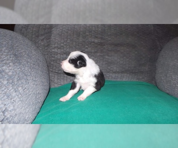 Medium Photo #11 Border Collie Puppy For Sale in AIKEN, SC, USA