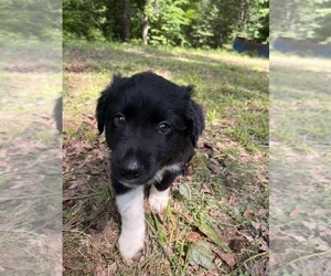 Australian Shepherd Puppy for sale in ELBERTON, GA, USA