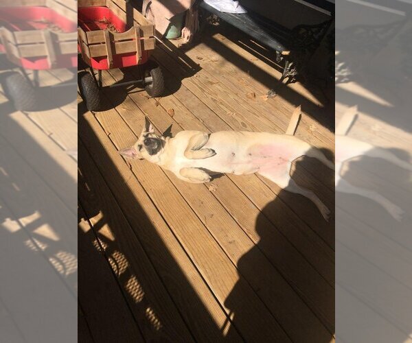 Medium Photo #3 Black Mouth Cur-Unknown Mix Puppy For Sale in The Woodlands, TX, USA