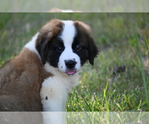 Saint Bernard Puppy for sale in AVALON, MO, USA
