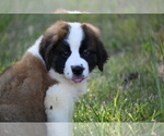 Small Photo #1 Saint Bernard Puppy For Sale in AVALON, MO, USA