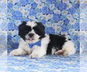 Shih Tzu Puppy for sale in GORDONVILLE, PA, USA