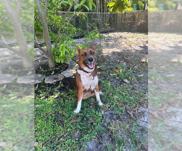 Medium Photo #2 Collie-German Shepherd Dog Mix Puppy For Sale in Miami, FL, USA