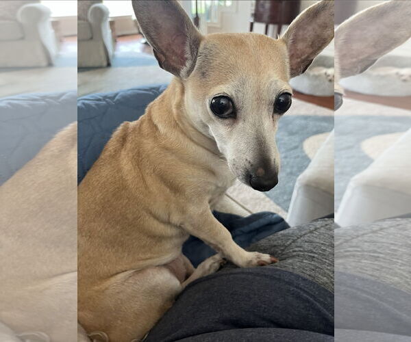 Medium Photo #1 Chihuahua Puppy For Sale in Rosenberg, TX, USA