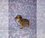 Small #2 Morkie