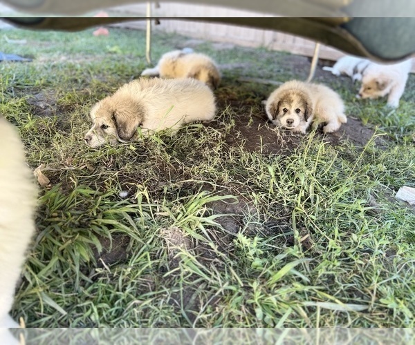 Medium Photo #4 Great Pyrenees Puppy For Sale in SAN DIEGO, CA, USA