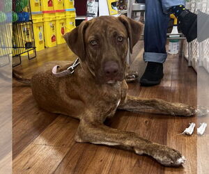Levi - Male Catahoula Leopard Dog Dog for Adoption - Photo #2
