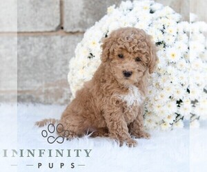 Poodle (Miniature) Puppy for sale in DORNSIFE, PA, USA