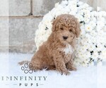 Small Poodle (Miniature)