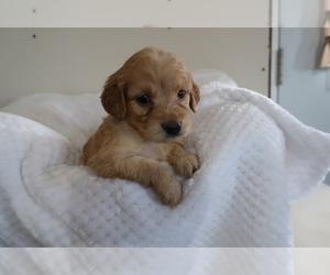 Goldendoodle Puppy for sale in DAYTON, OH, USA
