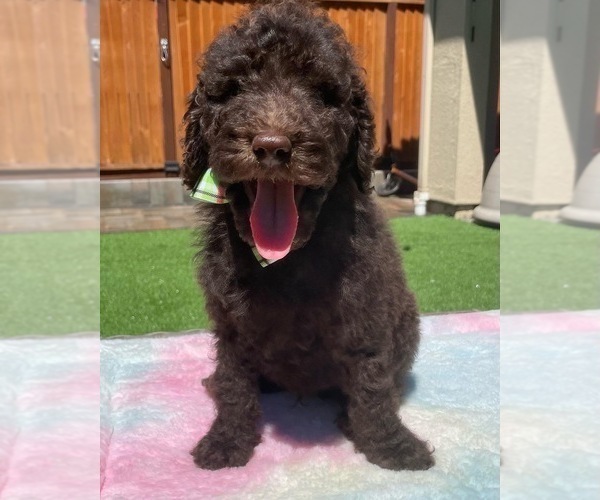 Medium Photo #5 Poodle (Standard) Puppy For Sale in GILROY, CA, USA