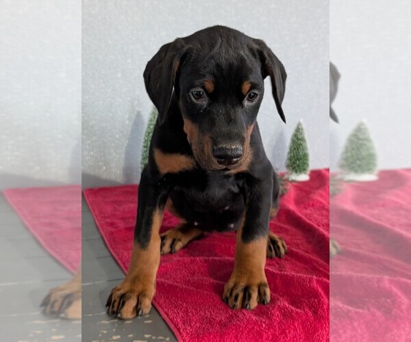 Medium Photo #60 Doberman Pinscher Puppy For Sale in GOSHEN, IN, USA