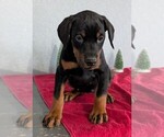 Small Photo #60 Doberman Pinscher Puppy For Sale in GOSHEN, IN, USA