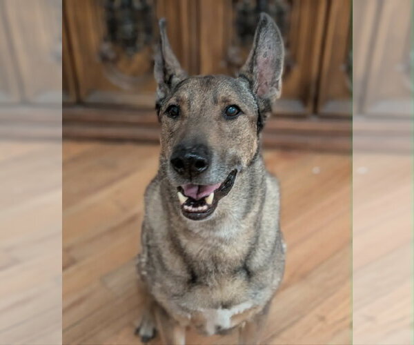 Medium Photo #18 Mutt Puppy For Sale in Sandy, UT, USA