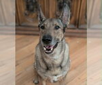 Small #17 Mutt