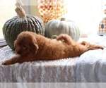 Small Photo #4 Goldendoodle (Miniature) Puppy For Sale in FAIR GROVE, MO, USA