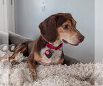 Small #3 Beagle