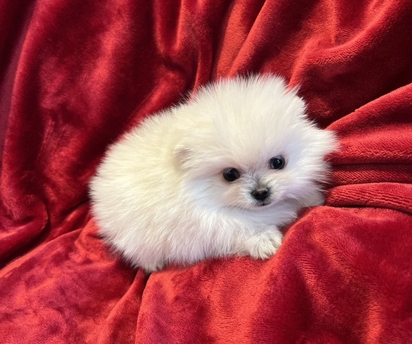 Medium Photo #4 Pomeranian Puppy For Sale in SNOHOMISH, WA, USA